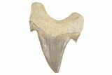 Fossil Shark Tooth (Otodus) - Morocco #226929-1